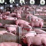 Nhiệt độ thích hợp cho heo thịt mau lớn là bao nhiêu?