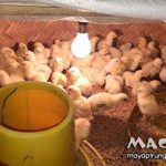 Nhiệt độ úm gà con là bao nhiêu? Chuồng úm kích thước thế nào là phù hợp