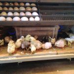 Độ ẩm, nhiệt độ trong máy ấp trứng gà bao nhiêu là đủ?