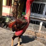 Nhận Biết Gà Linh Kê – Gà Thần Kê Chọn Ra Gà Tài Gà Quý