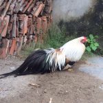 8 giống gà tre đứng đầu danh sách những giống gà đẹp nhất