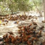 Trắc nghiệm Công nghệ 7 chân trời bài 9 Một số phương thức chăn nuôi ở Việt Nam