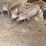 5 mô hình chăn nuôi hiệu quả nhất hiện nay