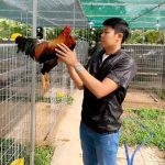 Khám phá top 10 trại gà đá lớn và uy tín tại Việt Nam