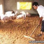 Một số ưu điểm và nhược điểm của đệm lót sinh học trong chăn nuôi heo