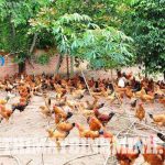 Nuôi gà thả vườn có lãi không ? Chi phí nuôi 100 con gà