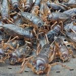 Nuôi Con Gì Nhanh Giàu Nhất? Top 10 Mô Hình Chăn Nuôi Hiệu Quả