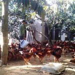 Cả làng nuôi gà ta thả vườn, sau 3 tháng, cứ 100 con lãi 6-7 triệu