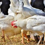 Tổng chi phí nuôi 100 con gà thả vườn