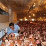 5 cách kích thích gà đẻ nhiều trứng