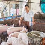 Nuôi lợn thịt bao lâu thì xuất chuồng? Kinh nghiệm nuôi lợn thành công