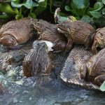 Nên cho ếch ăn gì? Các loại thức ăn và Chi phí thức ăn nuôi ếch thịt