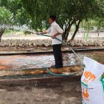 Làm giàu từ mô hình nuôi vịt đẻ siêu trứng - Tạp chí Chăn nuôi Việt Nam