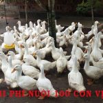 Tiết lộ chi phí nuôi 100 con vịt xiêm mang lại lợi nhuận cao năm 2023