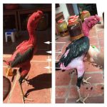 Cách Om Gà Chọi Đỏ Đẹp Đúng Cách Tốt Nhất