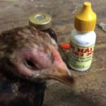 Bệnh Coryza: Nên điều trị sớm để tránh lây nhiễm trên đàn gà