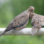 4 cách phân biệt bồ câu trống mái đơn giản, chính xác 100%