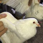 Cách phân biệt bồ câu trống mái chuẩn nhất