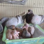 Cách nhận biết bồ câu trống mái. Đặc điểm của bồ câu trống mái từng giai đoạn