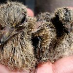 Tìm hiểu cách chọn cu gáy non đực và tiêu chuẩn chọn cu gáy bổi