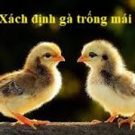 Nhận biết gà con trống mái mới nở chuẩn 100%