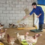 Bài thuốc dân gian phòng bệnh cho gà bằng tỏi hiệu quả