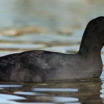 Chim Sâm Cầm là chim gì? Sống ở đâu? Có tác dụng gì? Giá bao nhiêu?