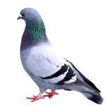 Lý thuyết về chim bồ câu