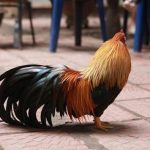 Đặc điểm gà tre