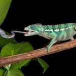 Tổng hợp các loại thức ăn dành cho tắc kè tốt nhất khi nuôi nhốt