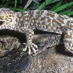 Lời đồn trường sinh, săn mua tắc kè giá 1 tỷ đồng/con