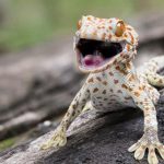 Tắc kè có nguy hiểm không? Đây là lời giải chính xác nhất!