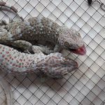 [Chia sẻ] Cách đuổi tắc kè ra khỏi nhà hiệu quả nhất