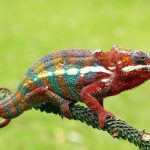 Tắc kè hoa là con gì? Ăn gì, cách nuôi và có tác dụng gì