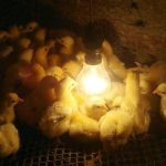 Tại sao gà Đông Tảo đắt hơn các loại gà thường