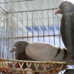 Bồ Câu Ta – Các Đặc Điểm Ngoại Hình Và Tập Tính Sinh Trưởng