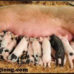 Một số đặc tính sinh học của lợn