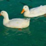 Loài vịt có những tập tính nào bạn cần biết?