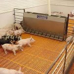 Chăm sóc heo con sau cai sữa