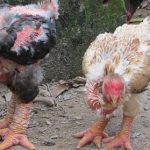 Một số giống gà đang được nuôi ở nước ta - Tạp chí Chăn nuôi Việt Nam