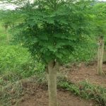 Thân Cây Chùm Ngây Ngâm Rượu – Bài Thuốc Cực Tốt