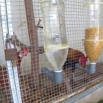 Kiểu máng ăn cho gà tự chế dễ làm tại nhà 