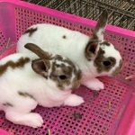 Thỏ mang thai bao nhiêu ngày thì đẻ? Cách nhận biết thỏ mang thai