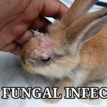 Bệnh nấm ở thỏ | Nguyên nhân, triệu chứng và thuốc điều trị