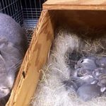 4 lý do thỏ cắn bạn và cách xử lý khi bị thỏ cắn