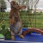 Thỏ có uống nước được không?