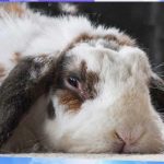 4 cách cho thỏ uống nước dễ dàng bạn nên biết