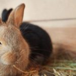 Tại sao thỏ không uống nước