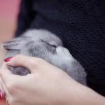 Thỏ dính nước có chết không? Cách chăm sóc, vệ sinh cho thỏ kiểng