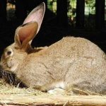 Liệu thỏ có uống nước không? Một số lưu ý cần nhớ